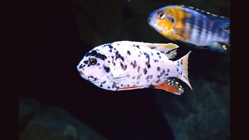 Labeotropheus fuelleborni 'Thumbi West Island'